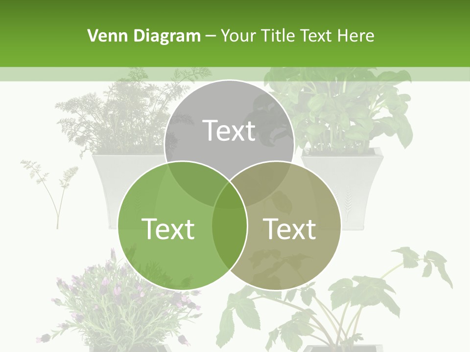 Organic Seasoning Medicinal PowerPoint Template