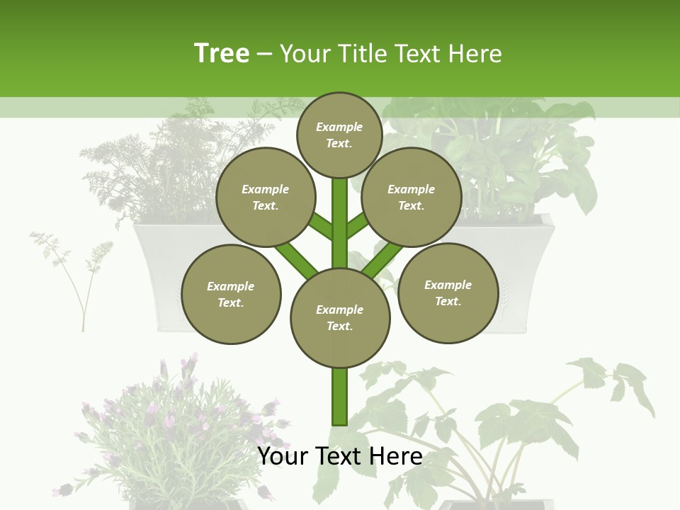 Organic Seasoning Medicinal PowerPoint Template