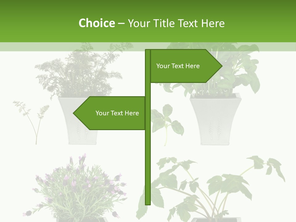 Organic Seasoning Medicinal PowerPoint Template