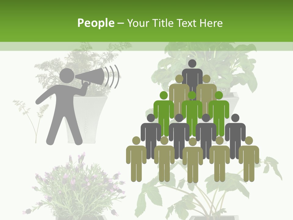 Organic Seasoning Medicinal PowerPoint Template