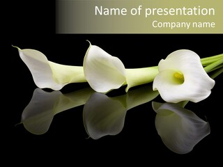 Blossom White Mirroring PowerPoint Template