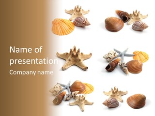 Shore Many White PowerPoint Template