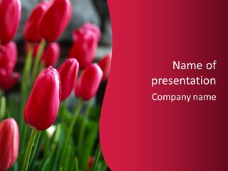 Colour Spring Tulip PowerPoint Template