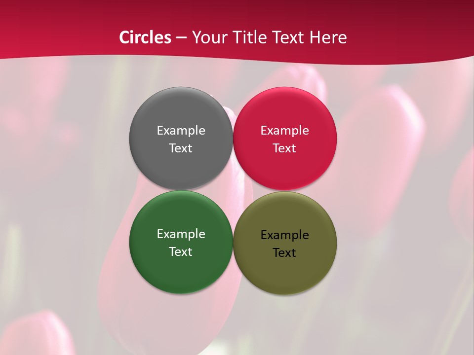 Colour Spring Tulip PowerPoint Template