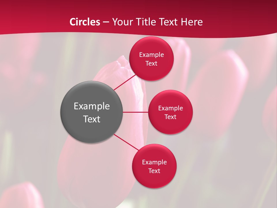 Colour Spring Tulip PowerPoint Template