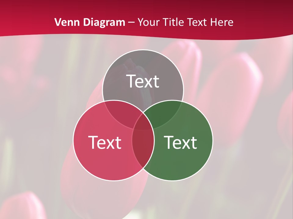 Colour Spring Tulip PowerPoint Template