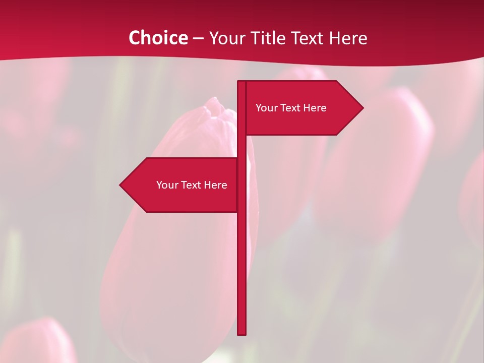 Colour Spring Tulip PowerPoint Template