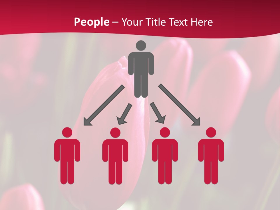 Colour Spring Tulip PowerPoint Template