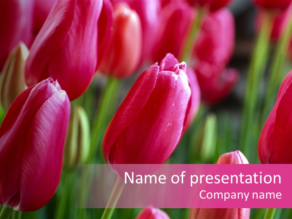 Easter Magenta Mother PowerPoint Template