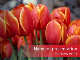 June Colour Bulb PowerPoint Template