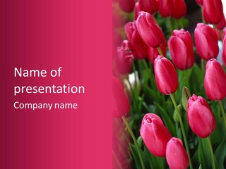 April Natural Tulip PowerPoint Template