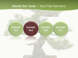 Grow Japanese Nature PowerPoint Template