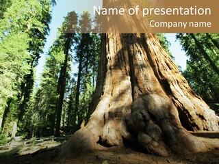 Plant Sequoia Tree PowerPoint Template