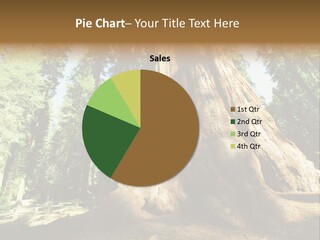 Plant Sequoia Tree PowerPoint Template