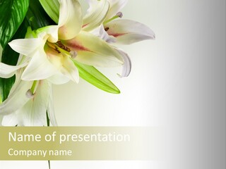 Beauty Lily Group PowerPoint Template