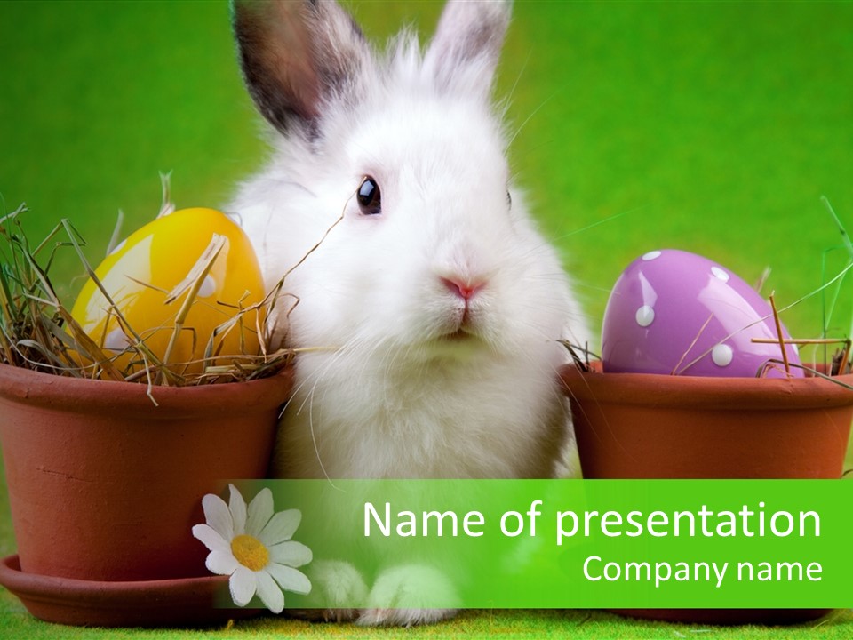 Hopping Grass Daisies PowerPoint Template