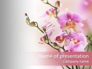 Blur Blink Petal PowerPoint Template