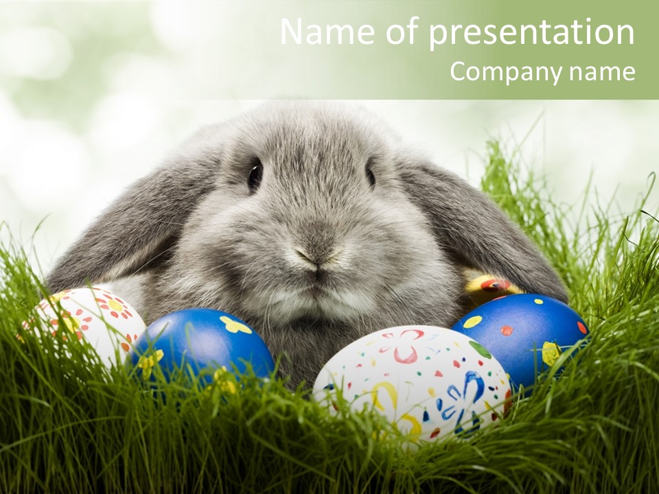 Eggs Young Color PowerPoint Template