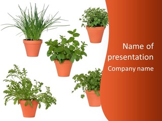 Peppermint Growing Leaves PowerPoint Template