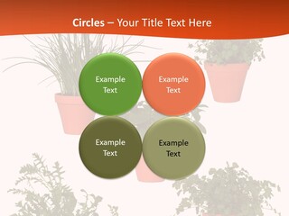 Peppermint Growing Leaves PowerPoint Template