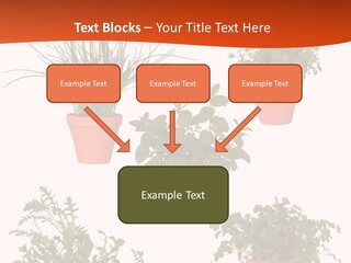 Peppermint Growing Leaves PowerPoint Template