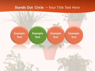 Peppermint Growing Leaves PowerPoint Template
