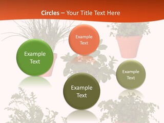 Peppermint Growing Leaves PowerPoint Template