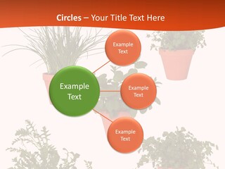 Peppermint Growing Leaves PowerPoint Template