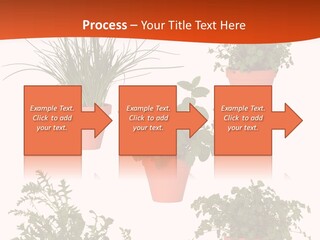 Peppermint Growing Leaves PowerPoint Template