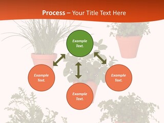 Peppermint Growing Leaves PowerPoint Template