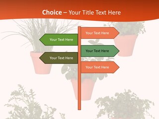 Peppermint Growing Leaves PowerPoint Template