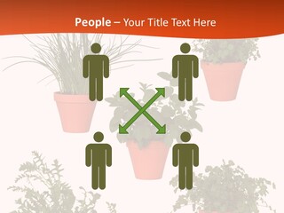 Peppermint Growing Leaves PowerPoint Template