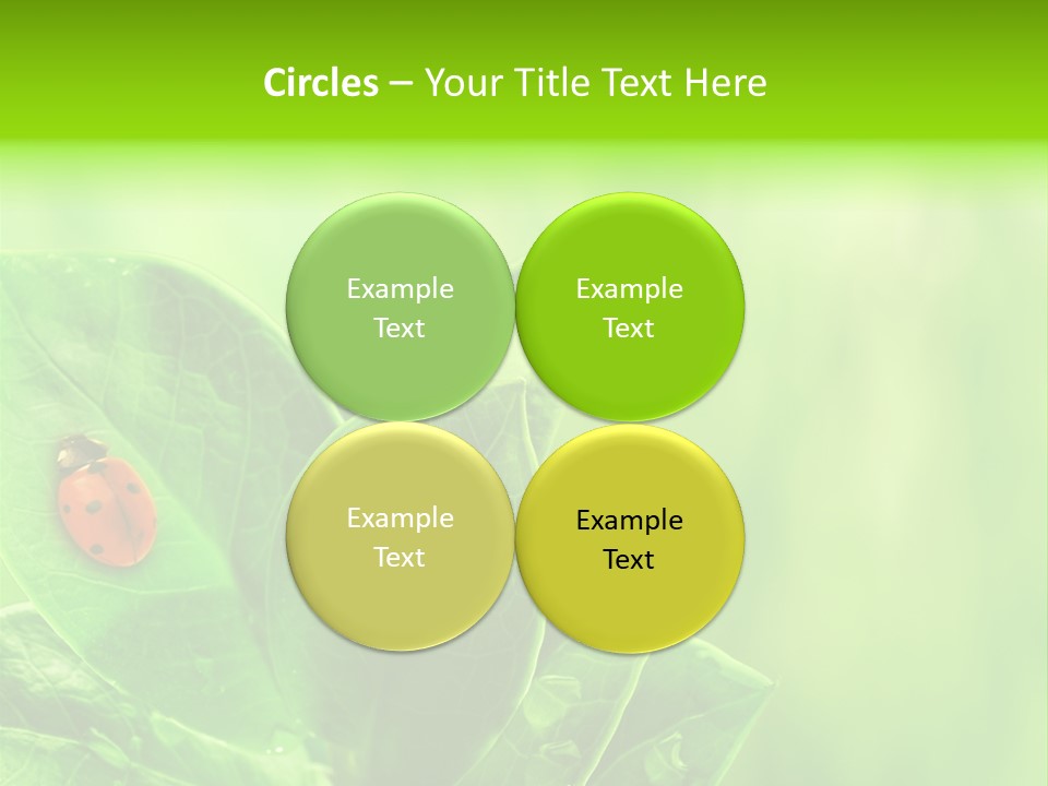 Drop Rain Bug PowerPoint Template