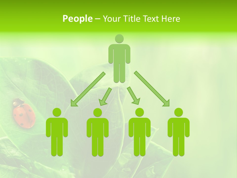 Drop Rain Bug PowerPoint Template