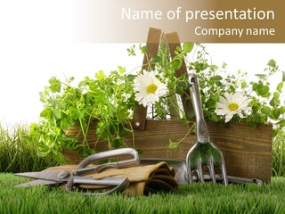 Close Up Grass Daisy PowerPoint Template