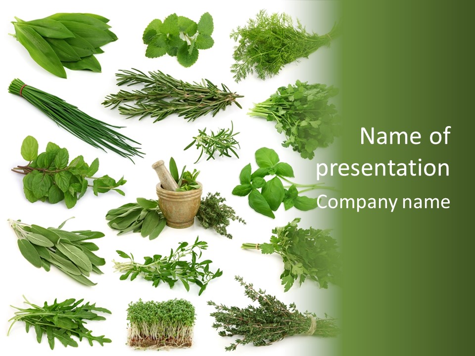 Fresh Salvia Variation PowerPoint Template