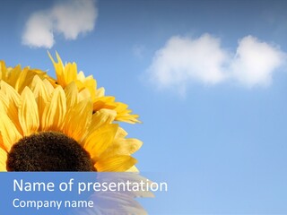 Spring Colour Sunflower PowerPoint Template