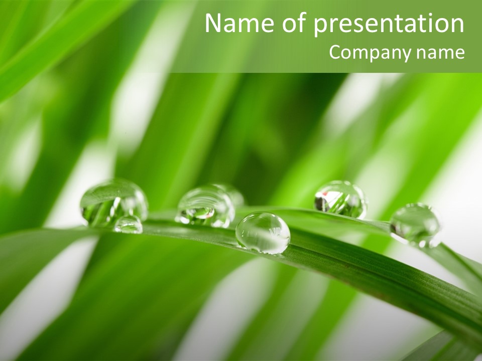 Harmony Dew Drop Environment PowerPoint Template