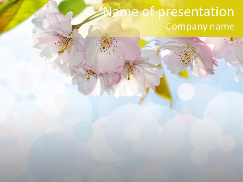 Soft Sunlit White PowerPoint Template