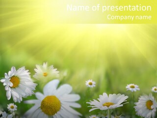 Close Up Medicine Bloom PowerPoint Template