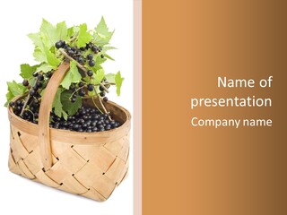 Plant Mature Currants PowerPoint Template