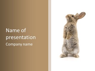 Furry Animal Fur PowerPoint Template