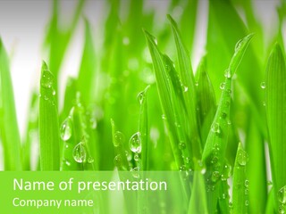 Background Meadow Wet PowerPoint Template