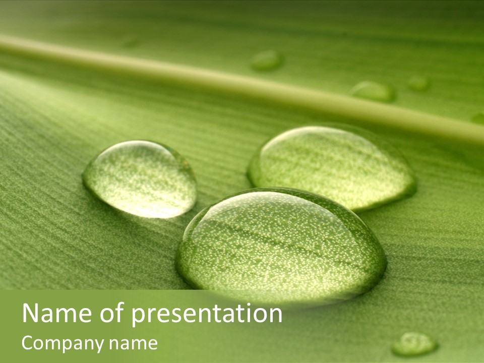 Drops Droplets Leaf PowerPoint Template