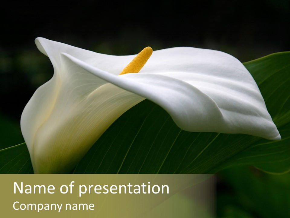 Calla Lily Botany Plant PowerPoint Template