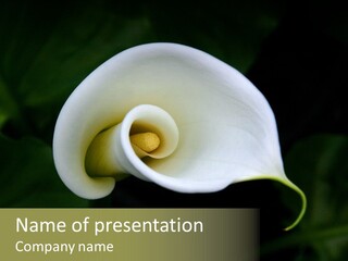 Green Lily Showy PowerPoint Template
