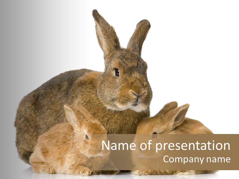 Brown Rabbit Hairy PowerPoint Template