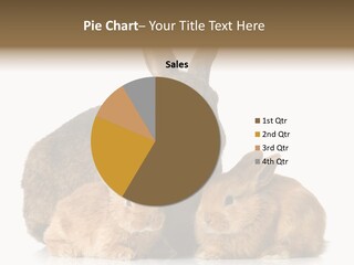 Brown Rabbit Hairy PowerPoint Template