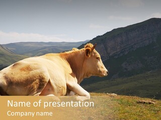 Field Herd Blond PowerPoint Template