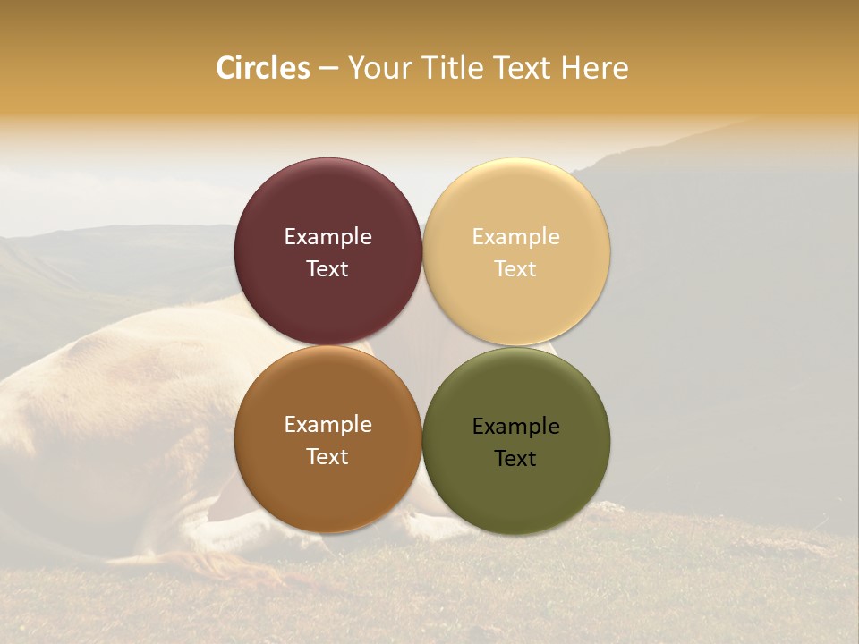 Field Herd Blond PowerPoint Template